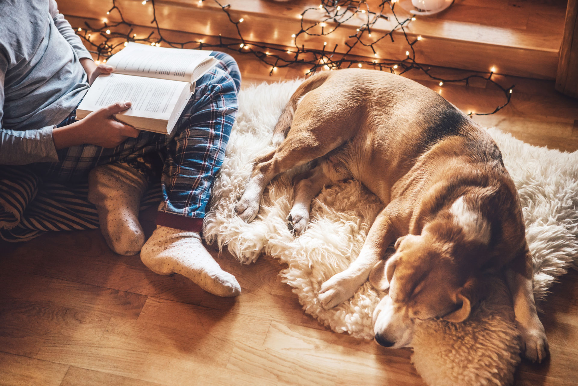 Boy reading book on the floor near slipping his beagle dog on sheepskin in cozy home atmosphere. Peaceful moments of cozy home concept image.